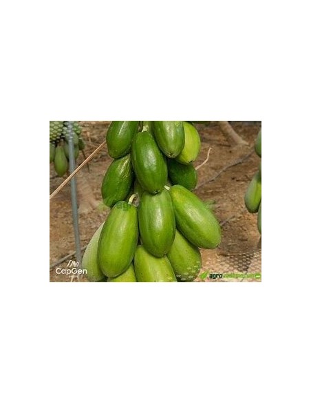 25 SEMILLAS DE PAPAYA MAMEY VERACRUZ (CARICA PAPAYA SUBESP. MAMEY)