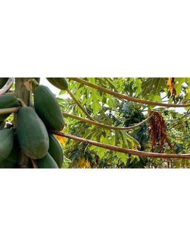 200 MAMEY PAPAYA SEEDS (HUGE PAPAYAS) FROM VERACRUZ (FIRM PULP PAPAYA) 100% MEXICAN ORGANIC SEEDS