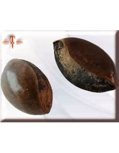 1000 SEMILLAS DE PAPAYA...