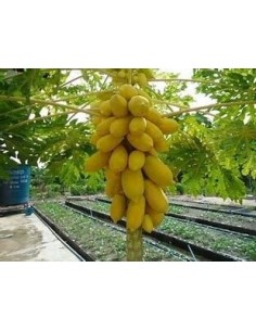 200 SEEDS GIANT YELLOW...