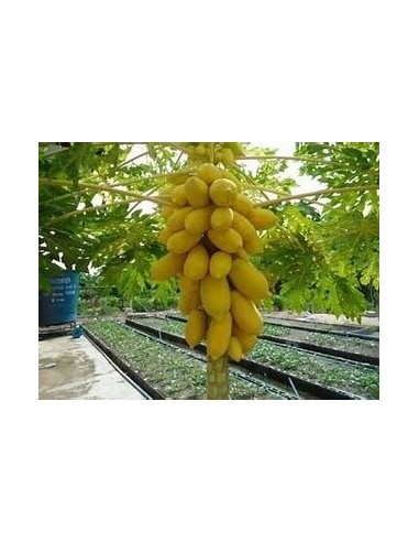 200 SEEDS GIANT YELLOW PAPAYA ORGANIC SEEDS EL REY DE LAS PLANTAS MEXICO - RARE GIANT PAPAYA SEEDS