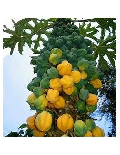 5 SEMILLAS DE PAPAYA...