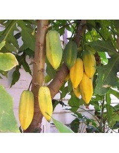 20 SEMILLAS DE PAPAYA...