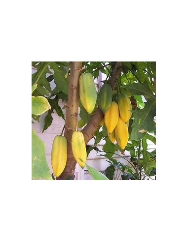 20 SEEDS OF PAPAYA "BABACO" PAPAYA OF CHILEAN ORIGIN FOR COLD CLIMATES - THE KING OF PLANTS