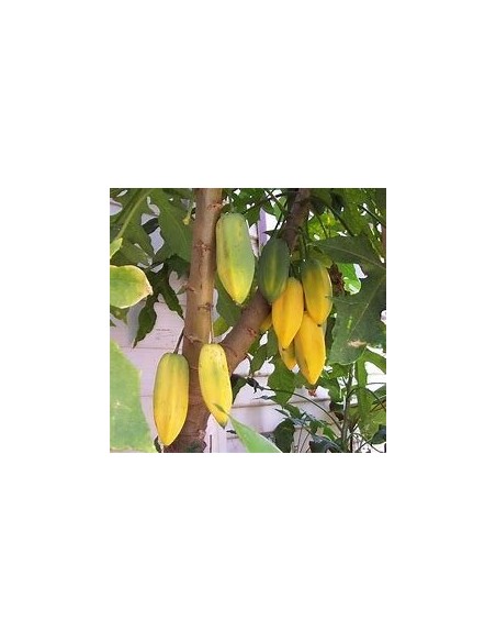 20 SEMILLAS DE PAPAYA "BABACO" PAPAYA DE ORIGEN CHILENO PARA CLIMAS FRIOS - EL REY DE LAS PLANTAS