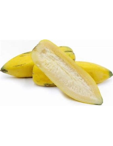 20 SEEDS OF PAPAYA "BABACO" PAPAYA OF CHILEAN...