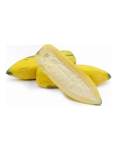 20 SEMILLAS DE PAPAYA "BABACO" PAPAYA DE ORIGEN CHILENO PARA CLIMAS FRIOS - EL REY DE LAS PLANTAS