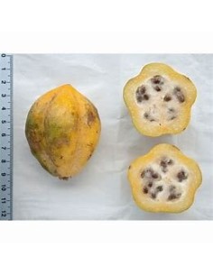 20 SEEDS OF MINIATURE...