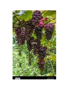 20 SEEDS OF XOXOGO, UVITA,...