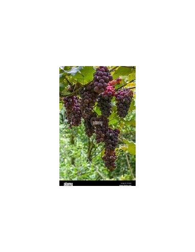 20 SEEDS OF XOXOGO, UVITA, UVA DE RIO, TROPICAL WINE GRAPE (VITIS SP) PALO DE AGUA