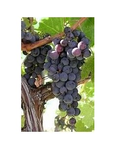 100 SEMILLAS (VITIS SP) UVA...