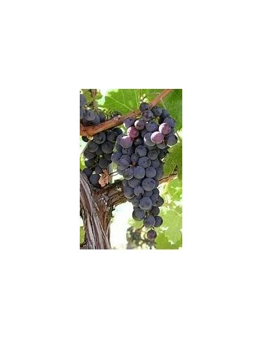 100 SEEDS (VITIS SP) UVA CIMARRONA JAROCHA / ENDEMIC FRUIT OF VERACRUZ - RARE MEXICAN MICROGRAPES