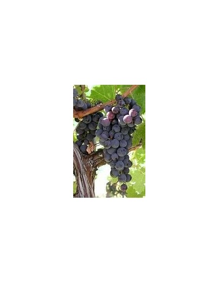 100 SEEDS (VITIS SP) UVA CIMARRONA JAROCHA / ENDEMIC FRUIT OF VERACRUZ - RARE MEXICAN MICROGRAPES
