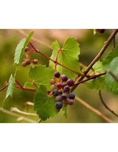 100 SEMILLAS (VITIS SP) UVA... 2
