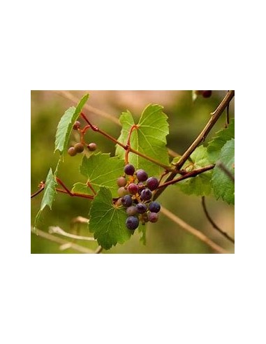 100 SEEDS (VITIS SP) UVA CIMARRONA JAROCHA /...