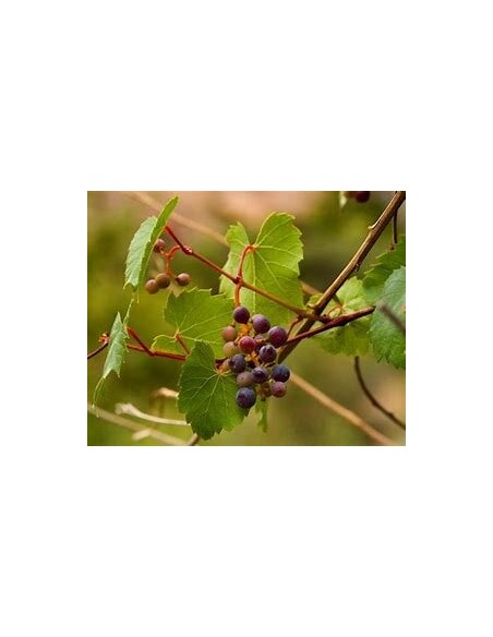 100 SEEDS (VITIS SP) UVA CIMARRONA JAROCHA / ENDEMIC FRUIT OF VERACRUZ - RARE MEXICAN MICROGRAPES