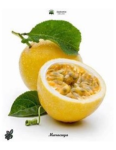 20 SEEDS OF PASSIFLORA...