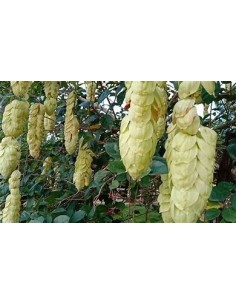 10 SEEDS OF PARAKEET TAIL...
