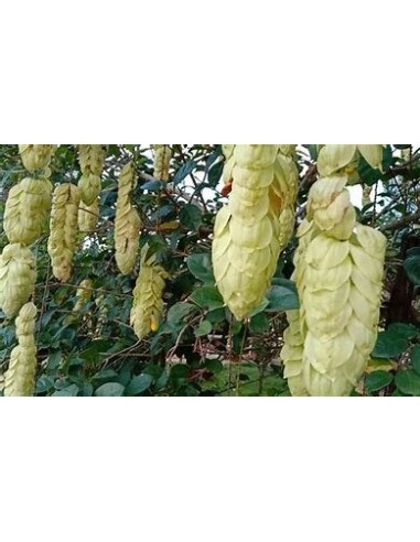 10 SEEDS OF PARAKEET TAIL (GMELINA PHILIPHINENSIS) SHRUBBY PLANT, EXOTIC HANGING FLOWERS LIKE WISTERIA