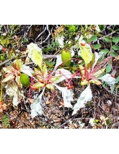 10 SEEDS OF WHITE FLAMBOYAN...