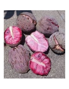 20 SEEDS OF PINK ILAMA...