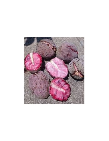 20 SEEDS OF PINK ILAMA "PAPAUSE" (ANNONA DIVERSIFOLIA) READY TO GERMINATE - MEXICAN FRUIT