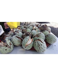 20 SEEDS OF ILAMA PAPAUSA...