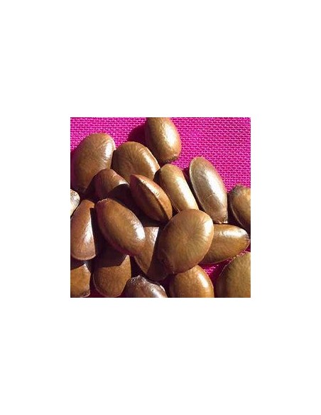 30 SEMILLAS DE GUANABANA BRASIL GIGANTE (GUYANA) ANNONA MURICATA BRASILENSIS - FRUTOS DE HASTA 25 KG. ENVIOS A TODO MEXICO