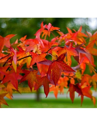 1 sweet gum tree (Liquidambar styraciflua) Live plants - Nursery plants