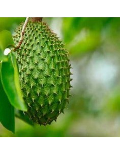 30 SEMILLAS DE GUANABANA... 2