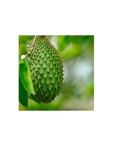 30 SEMILLAS DE GUANABANA BRASIL GIGANTE...