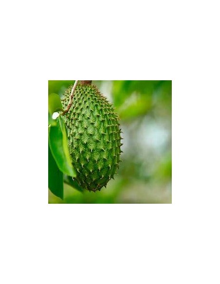 30 SEMILLAS DE GUANABANA BRASIL GIGANTE (GUYANA) ANNONA MURICATA BRASILENSIS - FRUTOS DE HASTA 25 KG. ENVIOS A TODO MEXICO