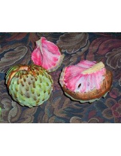 20 SEMILLAS DE ANNONA...