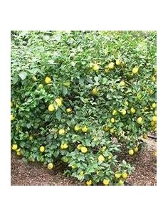 20 SEMILLAS DE LIMON EUREKA...