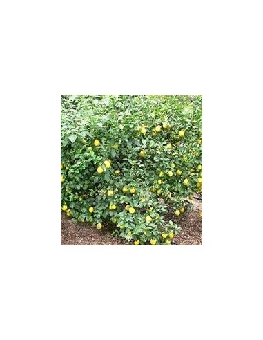 20 SEMILLAS DE LIMON EUREKA (CITRUS SP) FRESCAS PARA GERMINAR - SIEMBRA LIMON EUREKA DESDE SEMILLA - BONSAI