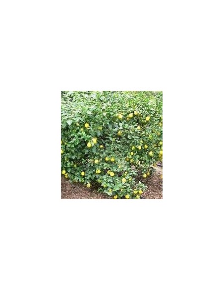 20 FRESH EUREKA LEMON (CITRUS SP) SEEDS FOR GERMINATION - SOWING EUREKA LEMON FROM SEED - BONSAI