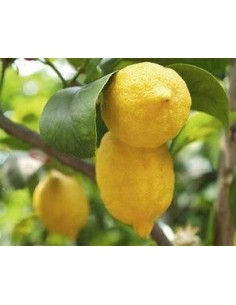 20 FRESH EUREKA LEMON... 2