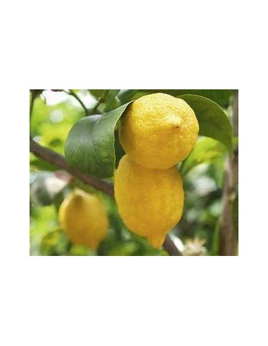 20 FRESH EUREKA LEMON (CITRUS SP) SEEDS FOR...