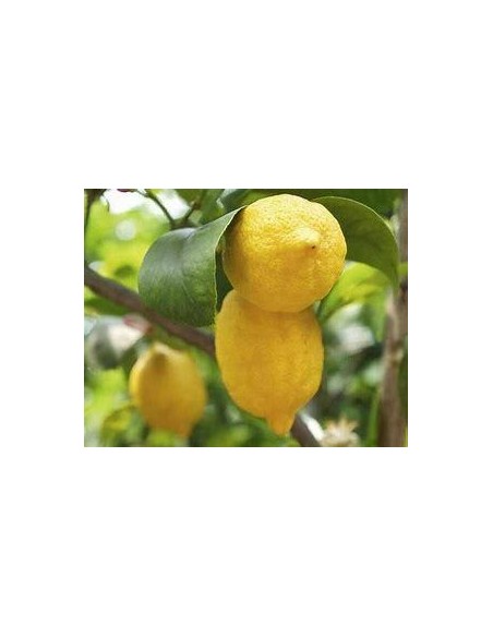 20 FRESH EUREKA LEMON (CITRUS SP) SEEDS FOR GERMINATION - SOWING EUREKA LEMON FROM SEED - BONSAI