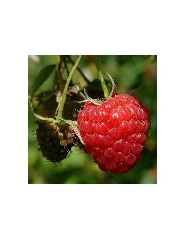 30 SEEDS OF RED RASPBERRY HERITAGE (RUBUS IDAEUS) ROYAL RASPBERRY SEED TO GERMINATE AT HOME