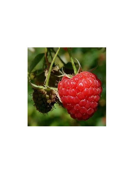 30 SEMILLAS DE FRAMBUESA ROJA HERITAGE (RUBUS IDAEUS) SEMILLA DE FRAMBUESA REAL PARA GERMINAR EN CASA