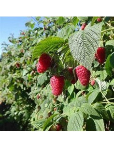 30 SEEDS OF RED RASPBERRY... 2