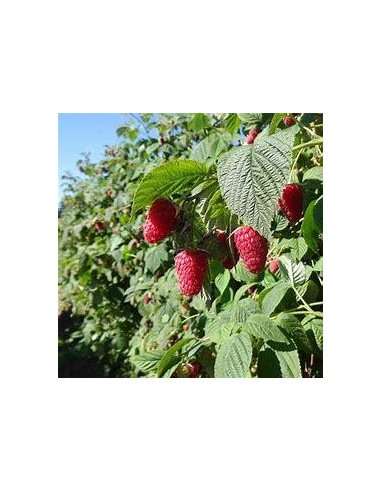 30 SEMILLAS DE FRAMBUESA ROJA HERITAGE (RUBUS...