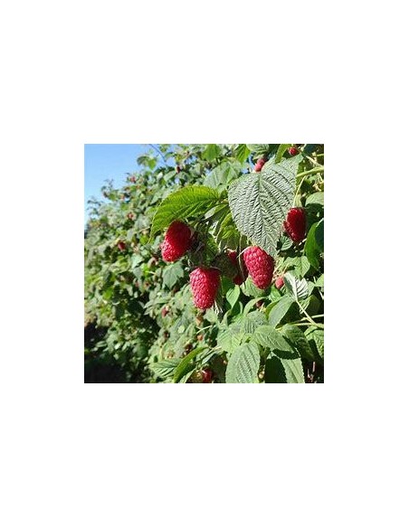 30 SEEDS OF RED RASPBERRY HERITAGE (RUBUS IDAEUS) ROYAL RASPBERRY SEED TO GERMINATE AT HOME