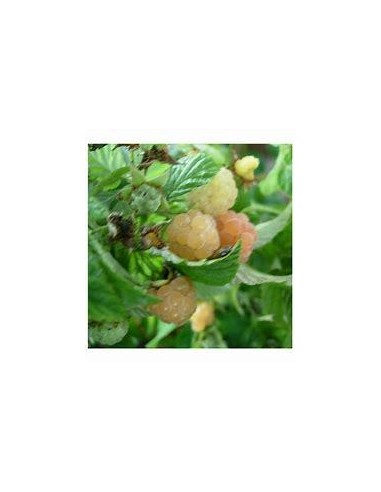 30 SEEDS OF RED RASPBERRY HERITAGE (RUBUS...