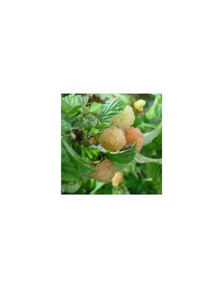 30 SEEDS OF RED RASPBERRY HERITAGE (RUBUS IDAEUS) ROYAL RASPBERRY SEED TO GERMINATE AT HOME