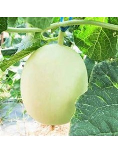 30 CHINESE MELON SEEDS... 2