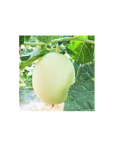 30 SEMILLAS DE MELON CHINO HONEY DEW ORGANICO...