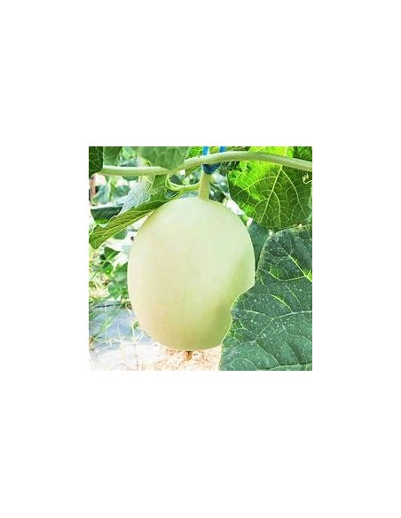 30 SEMILLAS DE MELON CHINO HONEY DEW ORGANICO PARA CLIMA TROPICAL