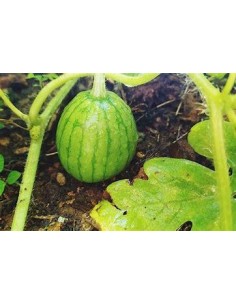 30 SEEDS OF WATERMELON... 2